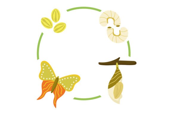 Life Cycle - Frog Chart for School Amp Crafts